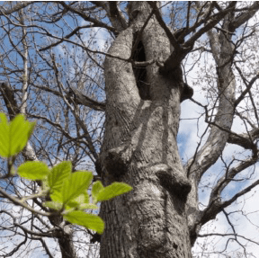 This "high rise" bear den near Big Meadows housed a sow and a couple cubs a few seasons ago. The nearby trail was briefly closed.