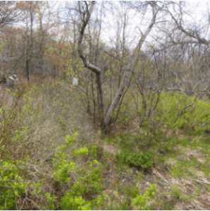 This deer exclusion area protects grey birch at one of its southernmost locations in the United States.
