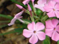 Downy Phlox