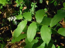 false solomon's seal