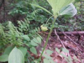 Indian Cucumber Root flower