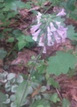 Lobelia/ Sage flower ?