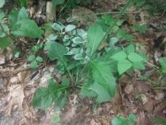 Lobelia leaves ... Lyre leaved Sage ?