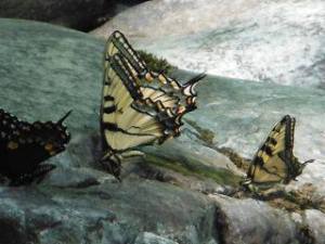 Eastern Tiger Swallowtail butterflies