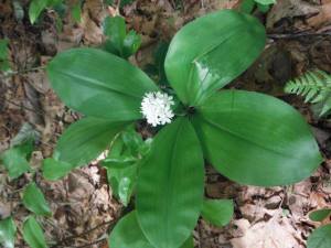 White Clintonia
