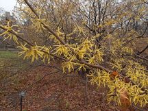 Witch Hazel