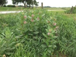 commonmilkweed