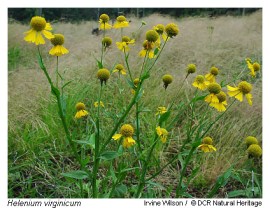 Helenium_virg_400