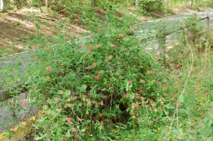 Vining Coral Honeysuckle Flicker CC