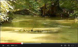 Watch this informative WLCS news report about the Mossy Creek restoration.
