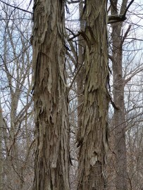 Shagbark hickory. Flickr CC Andy Author