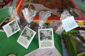 Carefully prepared milkweed seeds ready for dissemination!