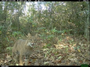 Bobcats are frequently "trapped" by eMammal cameras in our area.