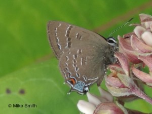 Banded hairstreak on milkweed seen on the Island Ford count July 5.