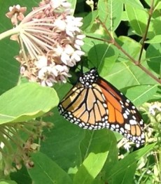 monarch.crop