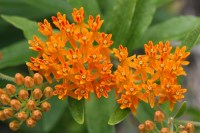 butterflyweed