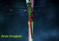 This dragonfly is only found in 3 places in Virginia, one of them is Maple Flats.