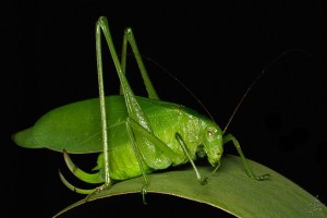 Oblong-winged Katydid