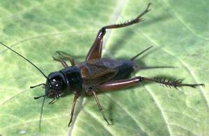 Field Cricket © wikipedia commons