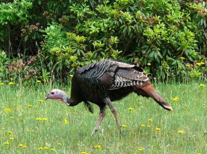 800px-Wild_Turkey-27527-1