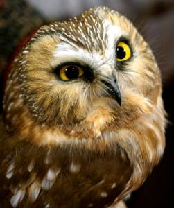 Northern saw-whet owl. Photo credit Byron Huckee