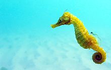 220px-Black_Sea_fauna_Seahorse