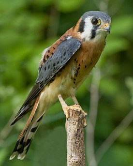 Male American kestrel. Photo by Greg Hume.