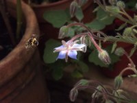 Borage is a superstar nectar plant for the bees.