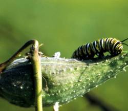 monarchcaterpillar.fws.gov