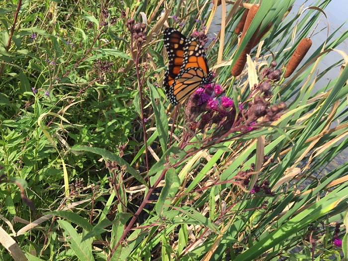 monarchonNewYorkIronweedatPurcell