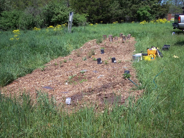 ProjectGrowsSitePlantingMay12