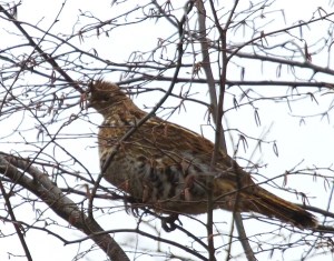 Ruffed Grouse. © Diane Lepkowski