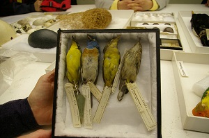 Auduboncollection.300