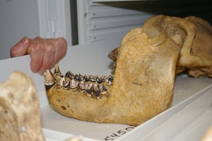 mountaingorillaES.300