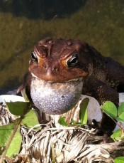 american toad.400