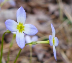 Bluets Photo by Frank Doherty