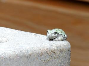 KFgray treefrog (3)