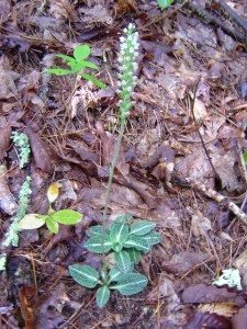 Goodyera pubescens, downy rattlesnake plantain