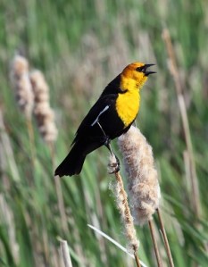 Yellow-headed Blackbird