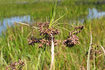 Scirpus_ancistrochaetus