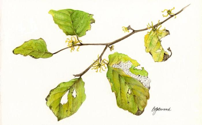 BettyGatewood.WitchHazel