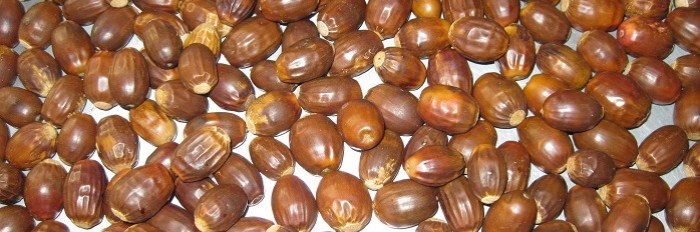 Chestnut Oak Acorns Spet 22.crop