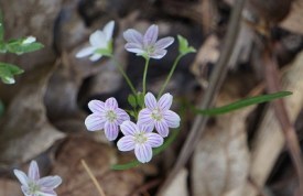 Spring.beauties.crop.400