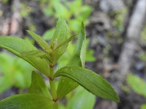 lowland loosestrifehopeful.pagecounty.6.25.17.pp.300
