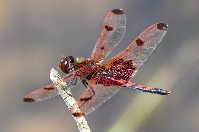 reddragonfly.d.wendelken