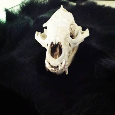 Bear skull on bear skin.9.16.17.sg
