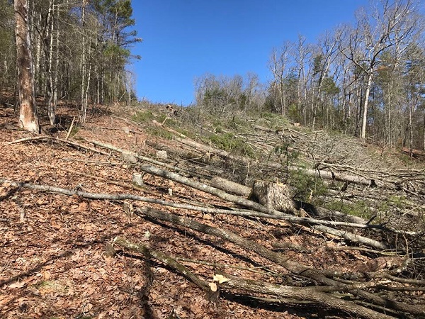 BraleyPondareatreecutting.LC