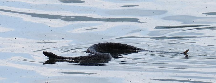 Rattlesnake Encounter