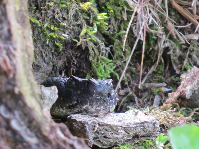 timberrattlesnake.cherylshull