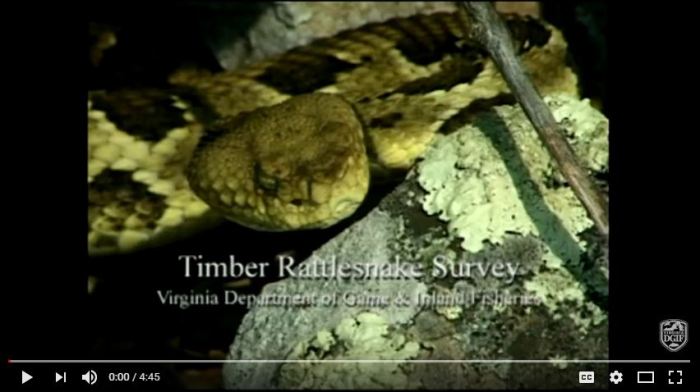 VDGIFRattlesnakeSurvey